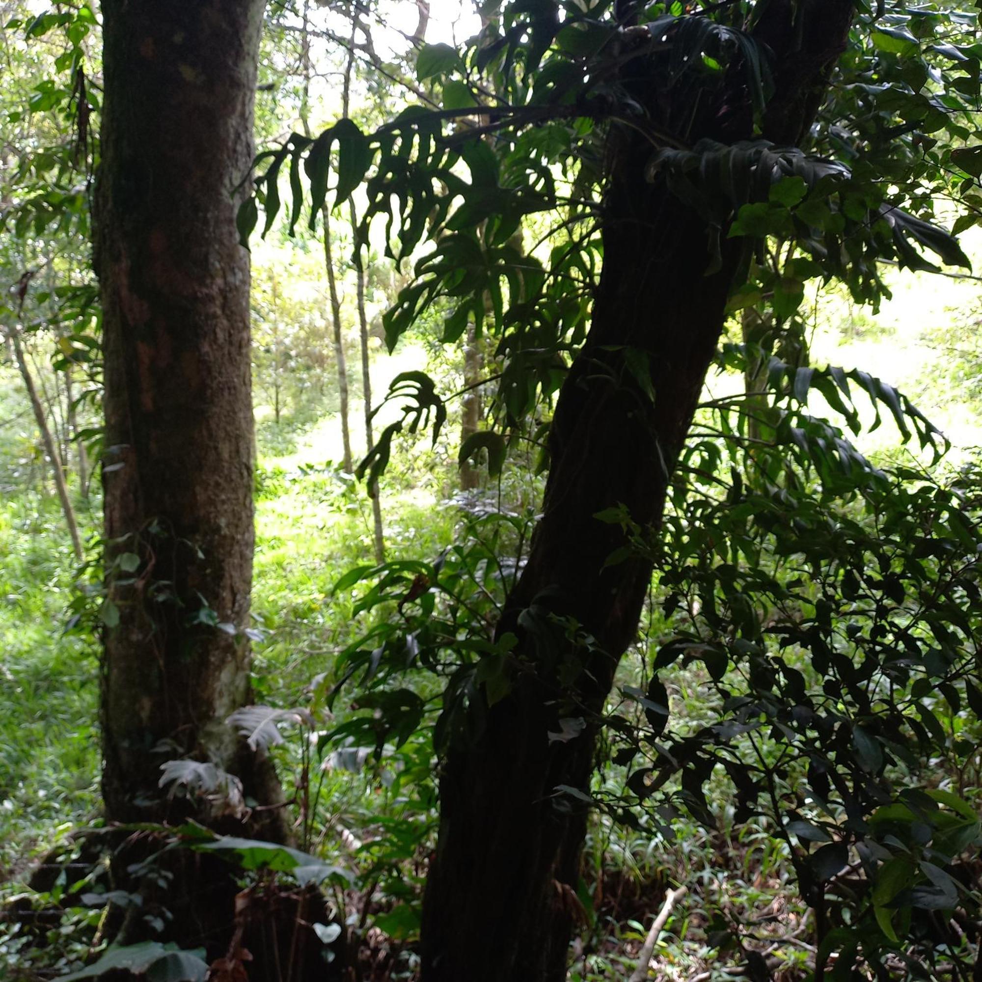 Monteverde Romantic Cottage Room photo